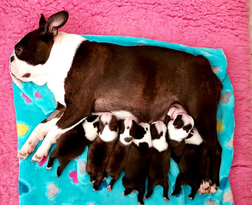 de Sanibel Island - Boston Terrier - Portée née le 20/05/2019